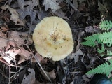 Russula fragrantissima image