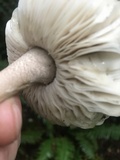 Amanita sect. Vaginatae image