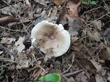 Lactarius mucidus image