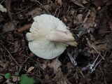 Lactarius mucidus var. fuscogriseus image
