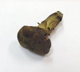 Boletus erythropus image