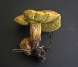 Boletus luridellus image