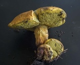 Boletus luridellus image