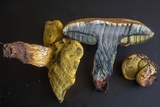 Boletus luridellus image