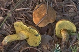 Boletus luridellus image