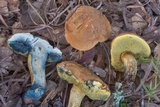 Boletus luridellus image