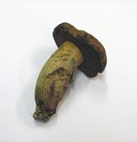 Boletus erythropus image