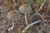 Coprinellus impatiens image