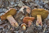Butyriboletus floridanus image