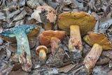 Butyriboletus floridanus image