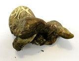 Boletus chrysenteron image