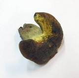 Boletus queletii image