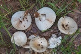 Amanita pubescens image