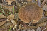 Leccinellum griseum image