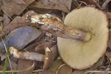 Leccinellum griseum image