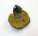 Boletus queletii image