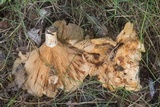 Lactarius yazooensis image
