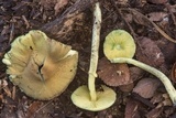 Leucoagaricus viridiflavoides image