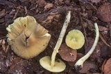 Leucoagaricus viridiflavoides image