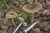 Amanita cinereconia image