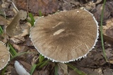 Amanita cinereconia image