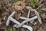 Amanita cinereconia image