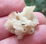 Ductifera pululahuana image
