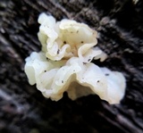 Ductifera pululahuana image