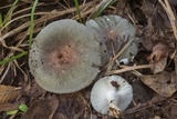 Russula aeruginea image
