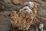 Abortiporus biennis image