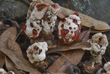 Abortiporus biennis image