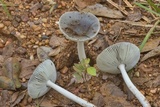 Amanita sect. Vaginatae image