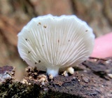 Crepidotus applanatus image