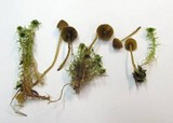 Galerina paludosa image