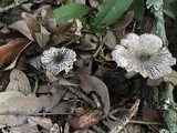 Agaricus endoxanthus image