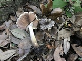 Agaricus endoxanthus image