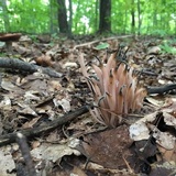 Clavaria fumosa image