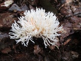 Ramariopsis kunzei image