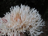 Ramariopsis kunzei image