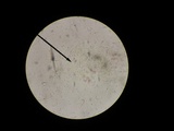 Ramariopsis kunzei image