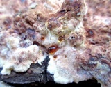 Abortiporus biennis image