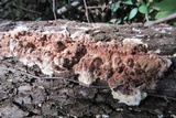 Abortiporus biennis image