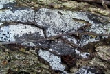 Biscogniauxia atropunctata image