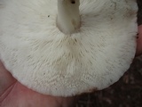 Rhodocollybia maculata image