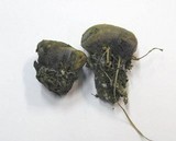 Hydnellum suaveolens image