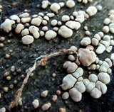 Xylobolus frustulatus image