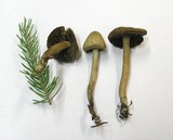 Inocybe bongardii image