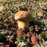 Boletus vermiculosoides image