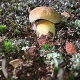 Boletus vermiculosoides image