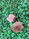 Boletus patrioticus image